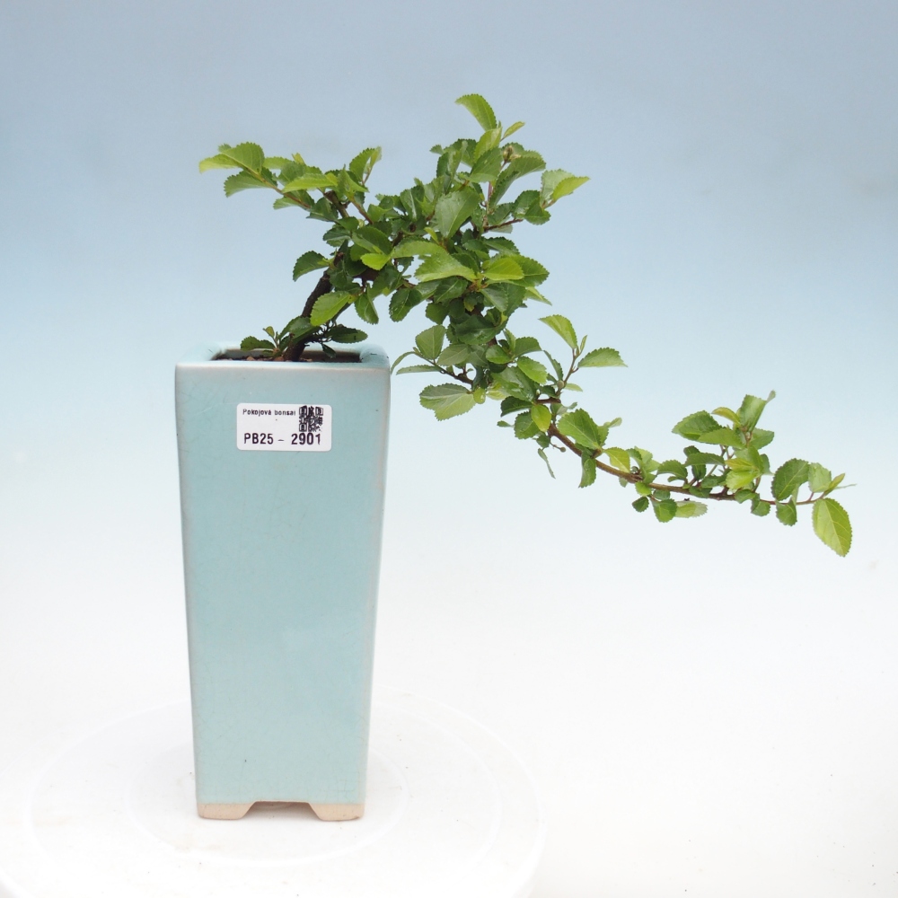 Zimmerbonsai - Grewia occidentalis - Lavendel Seestern