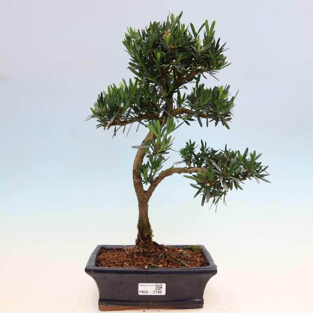 Zimmerbonsai - Podocarpus - Stein-Eibe