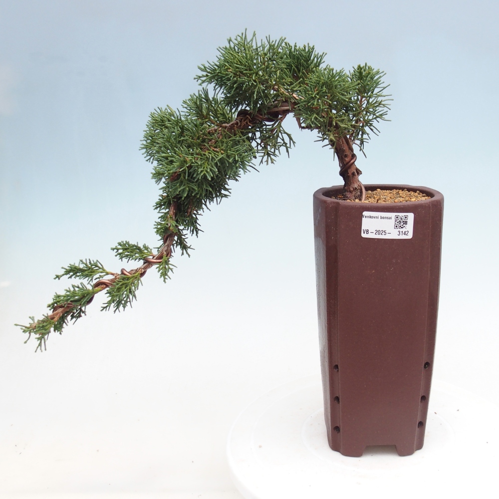 Bonsai für draußen - Juniperus chinensis Kishu