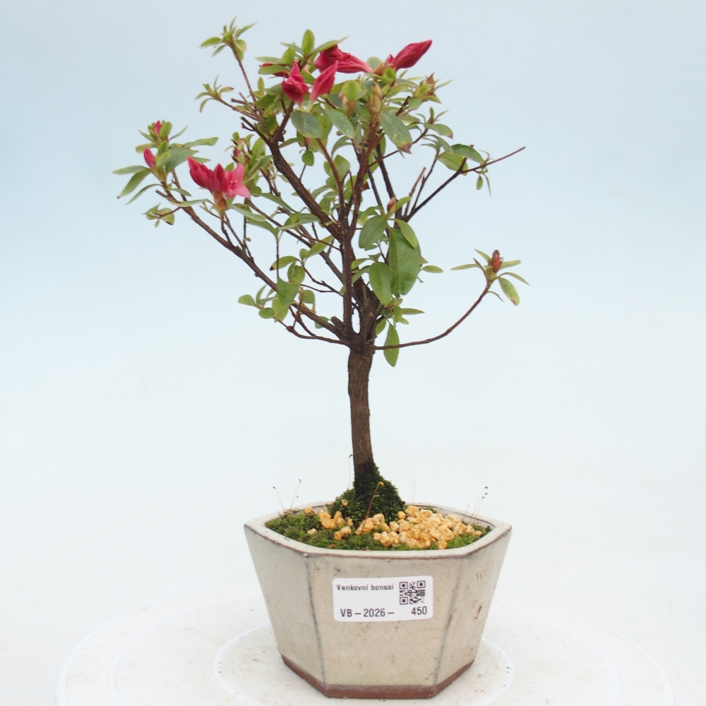 Bonsai für draußen - Japanische Azalee - Azalea sp.