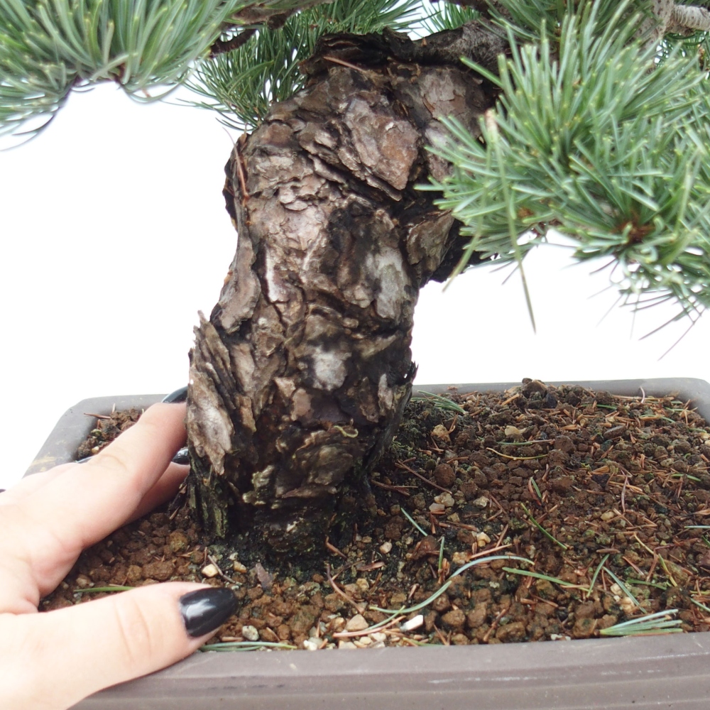 Bonsai für draußen - Pinus parviflora - Pinus parviflora