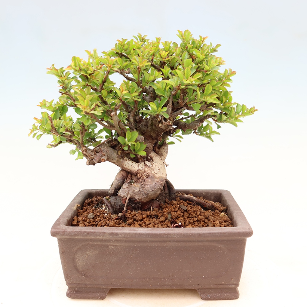 Bonsai für draußen - Chaneomeles speciosa Chojubai