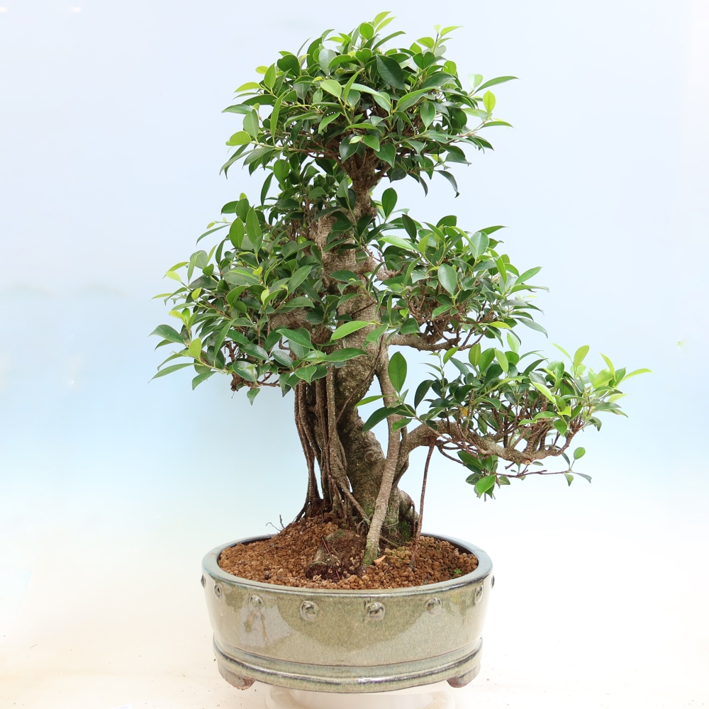Zimmerbonsai - Ficus kimmen - Kleinblättriger Ficus