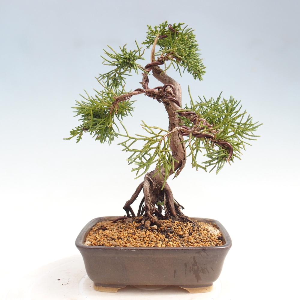 Bonsai für draußen - Juniperus chinensis Kishu