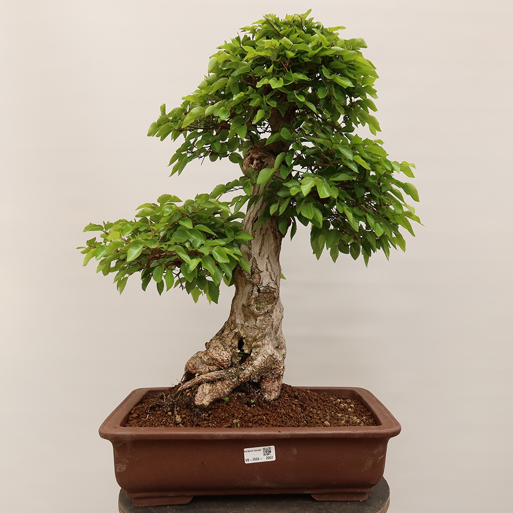 Bonsai für draußen - Karpinus Coreana - Koreanische Hainbuche