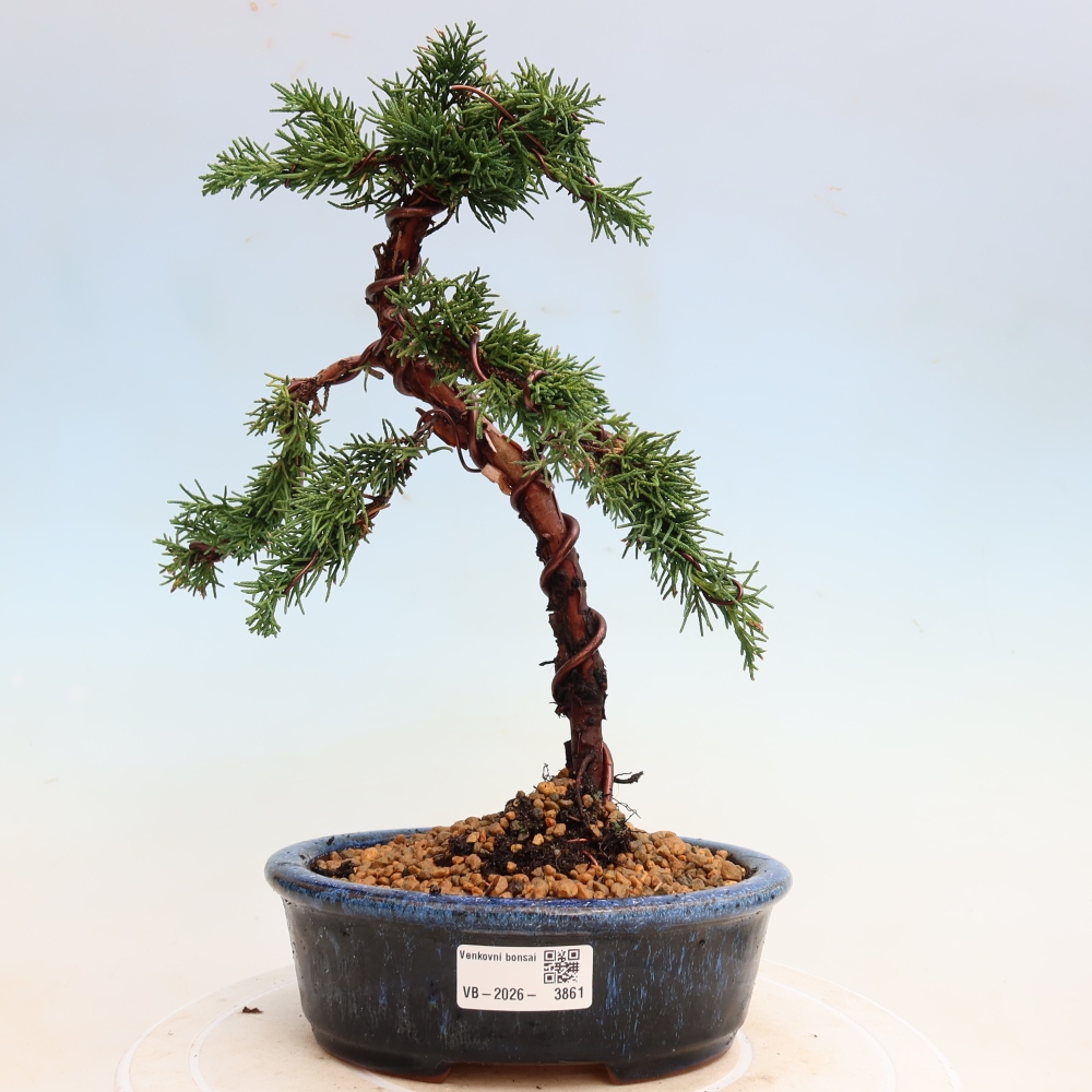 Bonsai für draußen - Juniperus chinensis Kishu