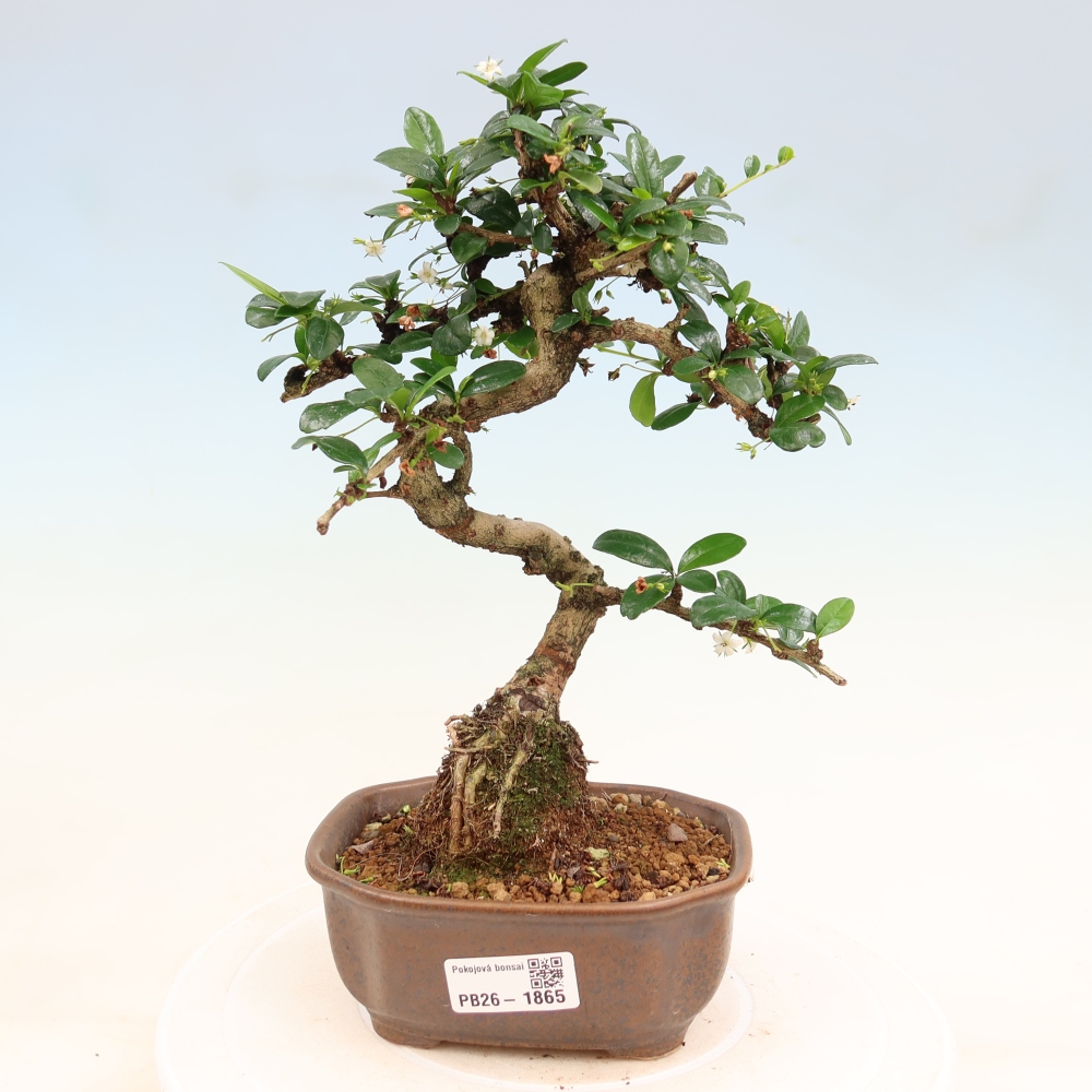 Zimmer-Bonsai - Carmona macrophylla - Tee-Fuki