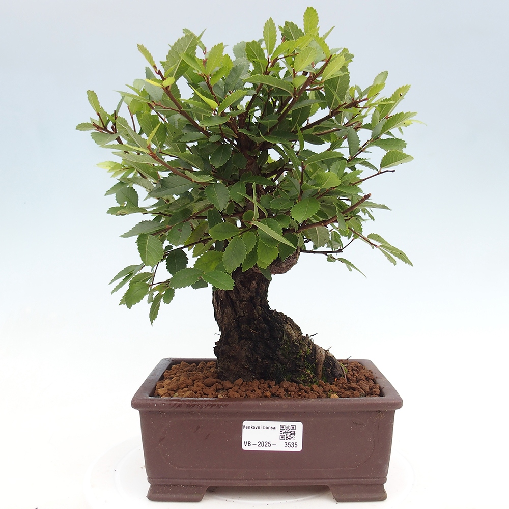 Bonsai für draußen - Zelkova - Zelkova NIRE