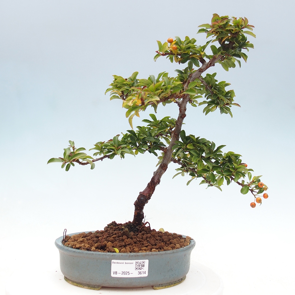 Freiland-Bonsai-Pyracantha Teton -Hlox