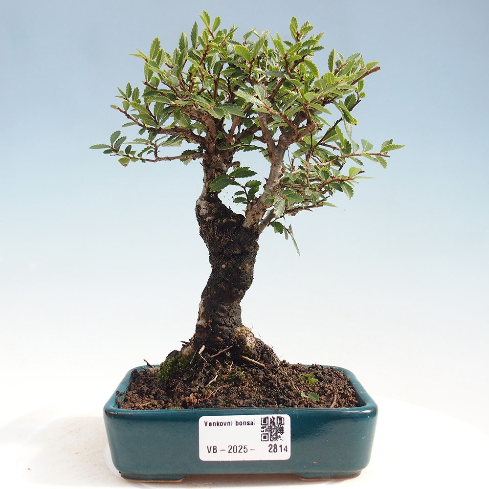 Bonsai für draußen - Zelkova - Zelkova NIRE