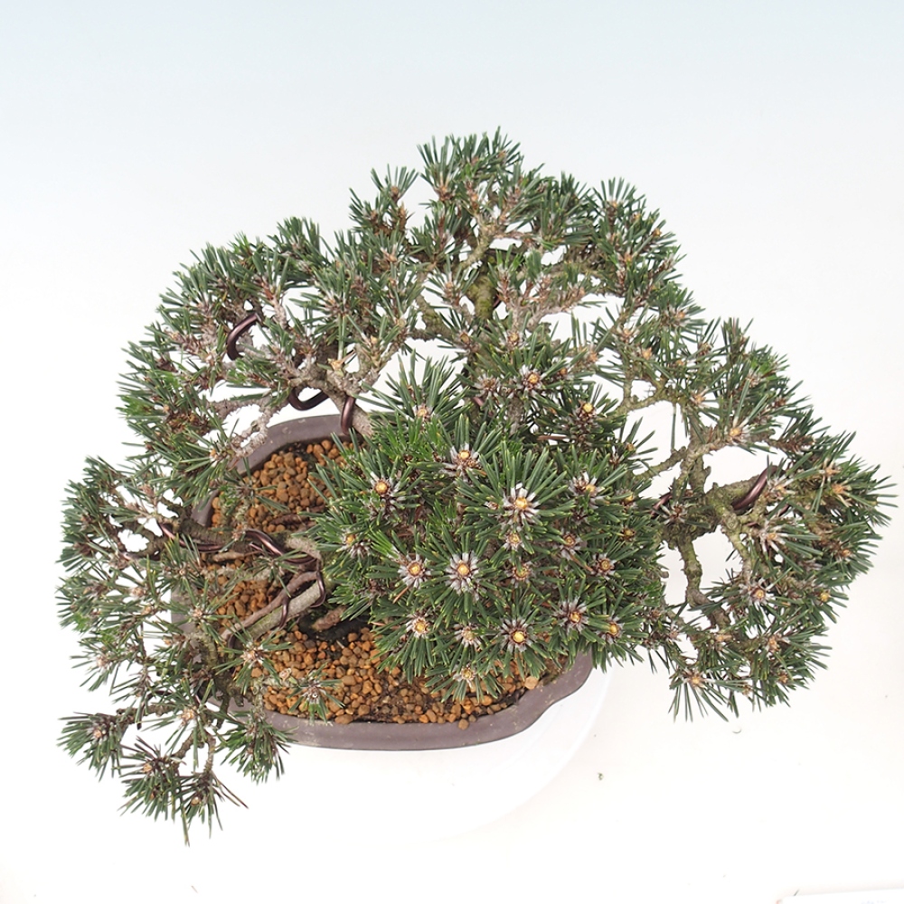 Bonsai für draußen - Pinus thunbergii Kotobuki - Thunberg-Kiefer