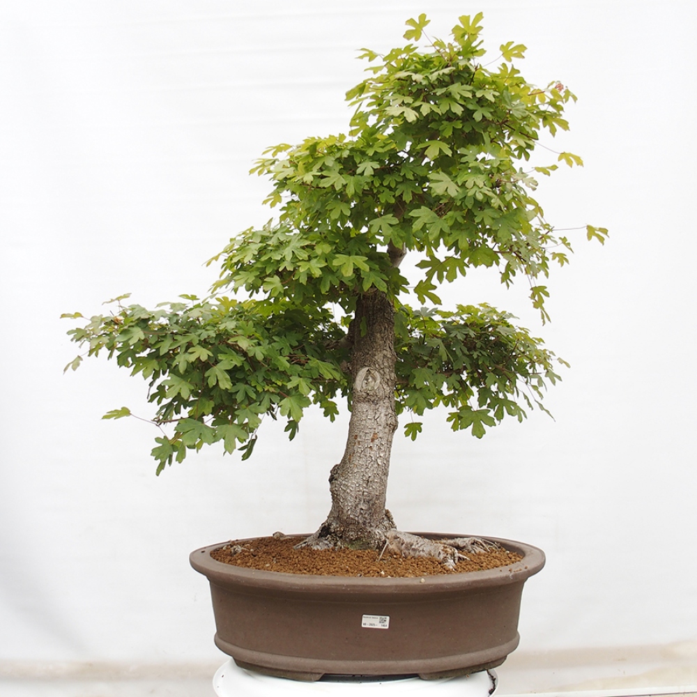 Bonsai für draußen - Französischer Ahorn - Acer Nonspessulanum