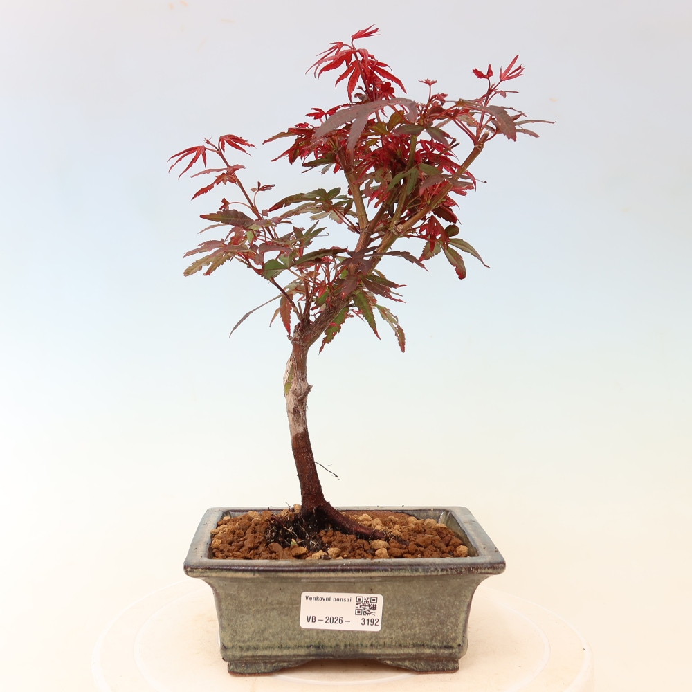 Bonsai für den Außenbereich – Palmenblättriger Ahorn – Acer palmatum „Berry Broom“ 
