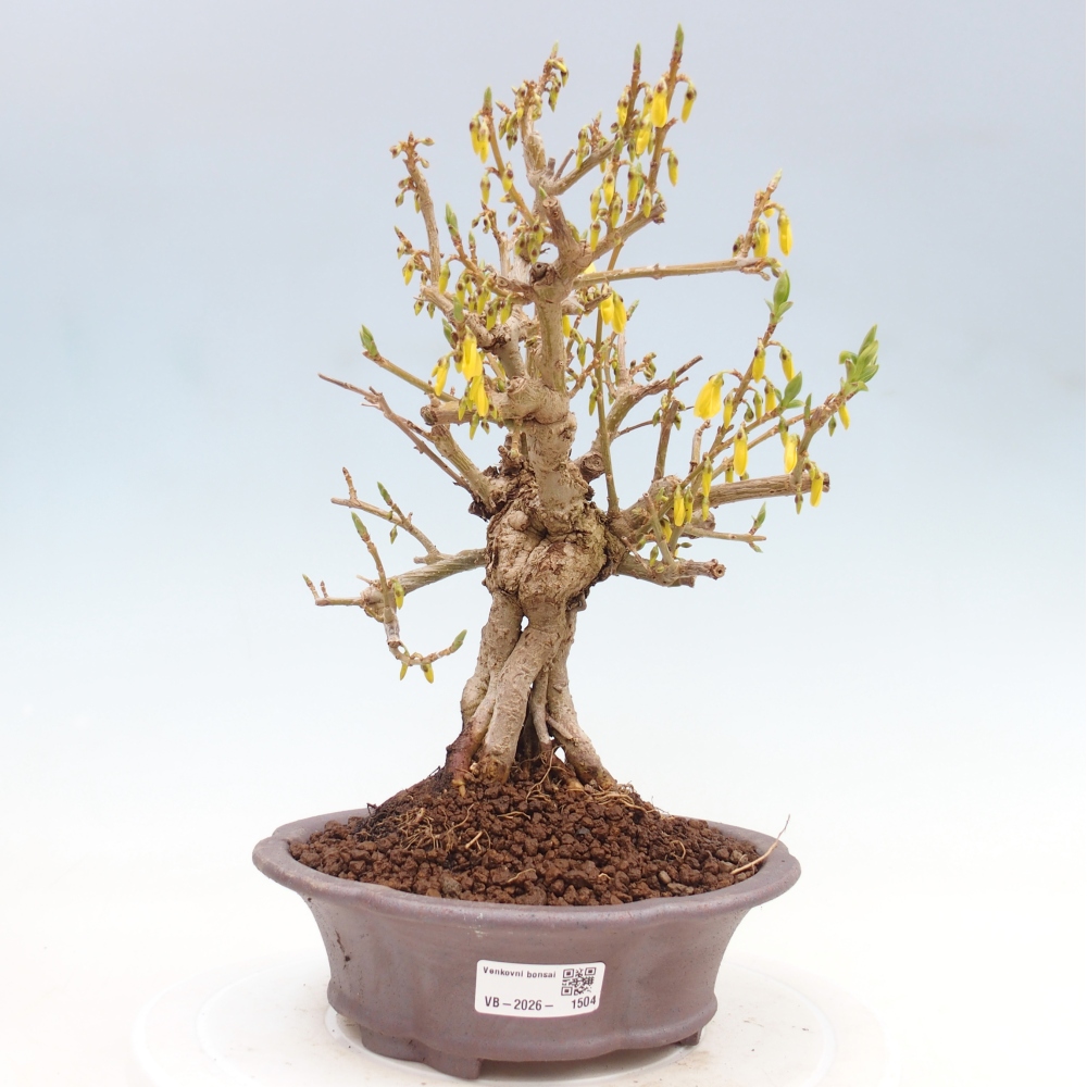 Bonsai für draußen - Zlatice - Forsythia koreana