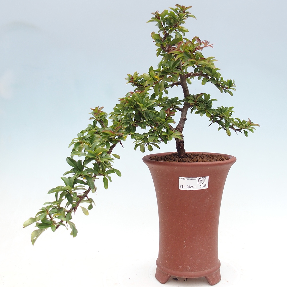 Freiland-Bonsai-Pyracantha Teton -Hlox