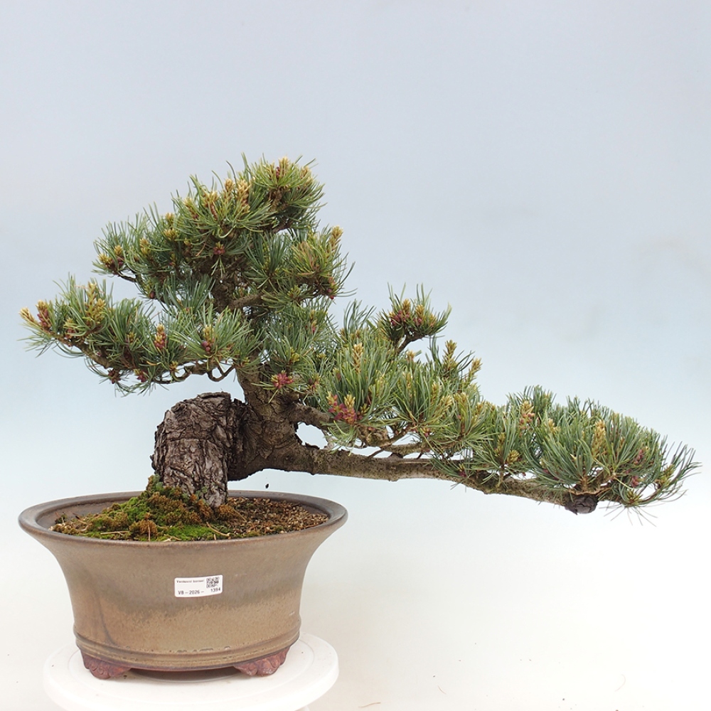Bonsai für draußen - Pinus parviflora - Pinus parviflora