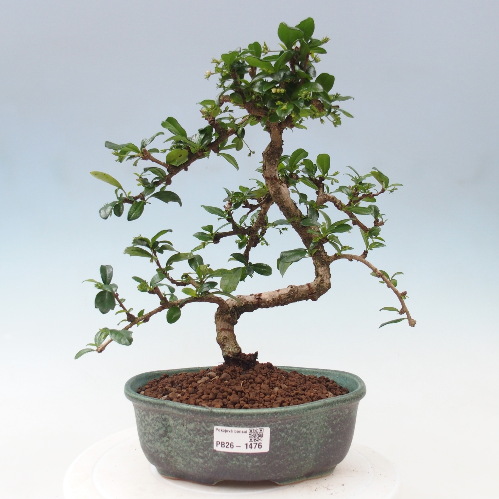 Zimmer-Bonsai - Carmona macrophylla - Tee-Fuki