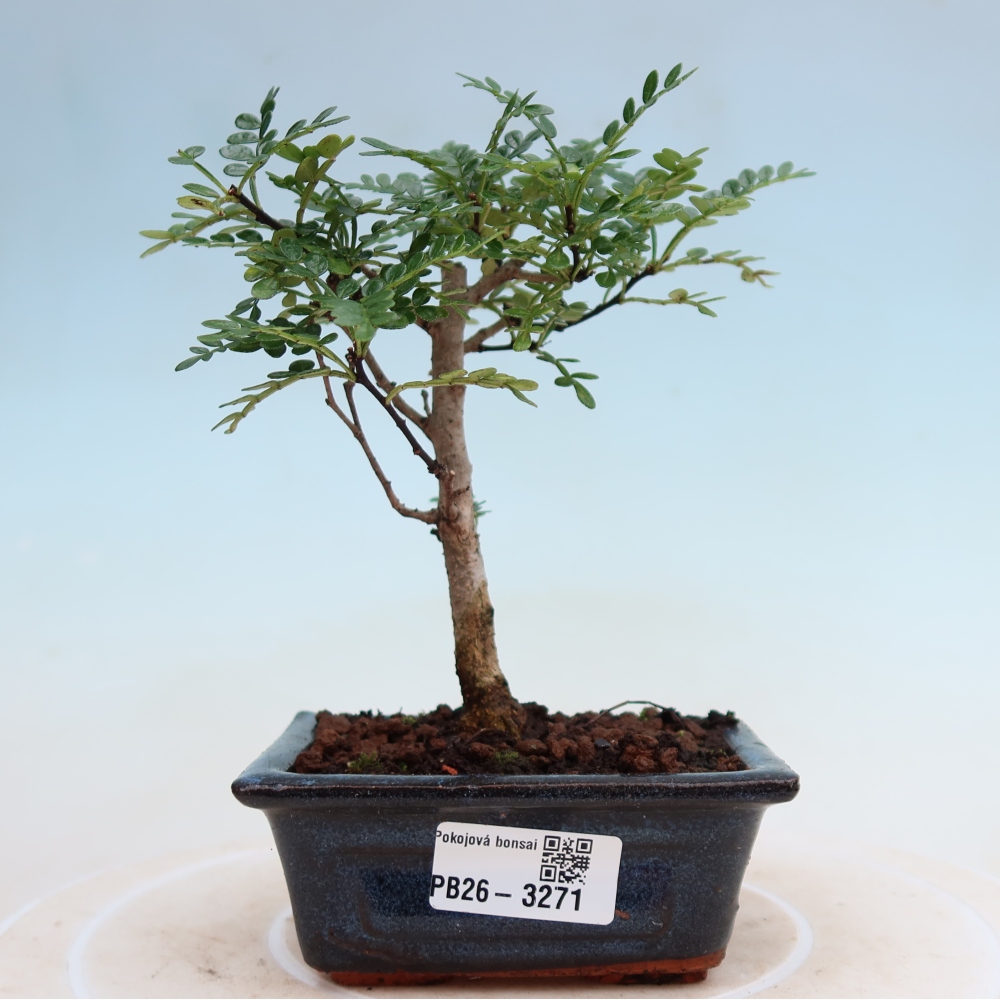 Zimmer Bonsai - Zantoxylum piperitum - Pfefferbaum