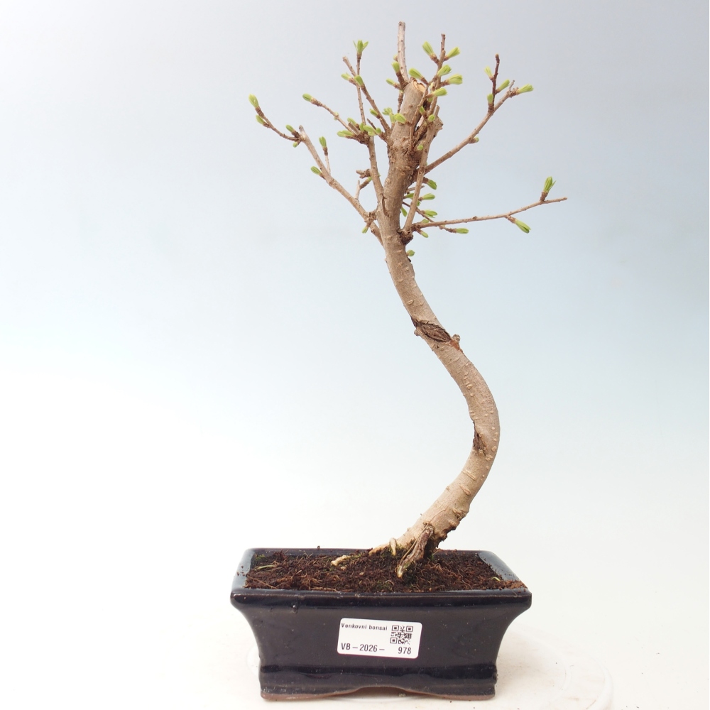 Bonsai für draußen -Pseudolarix amabis-Pseudolarix amabis