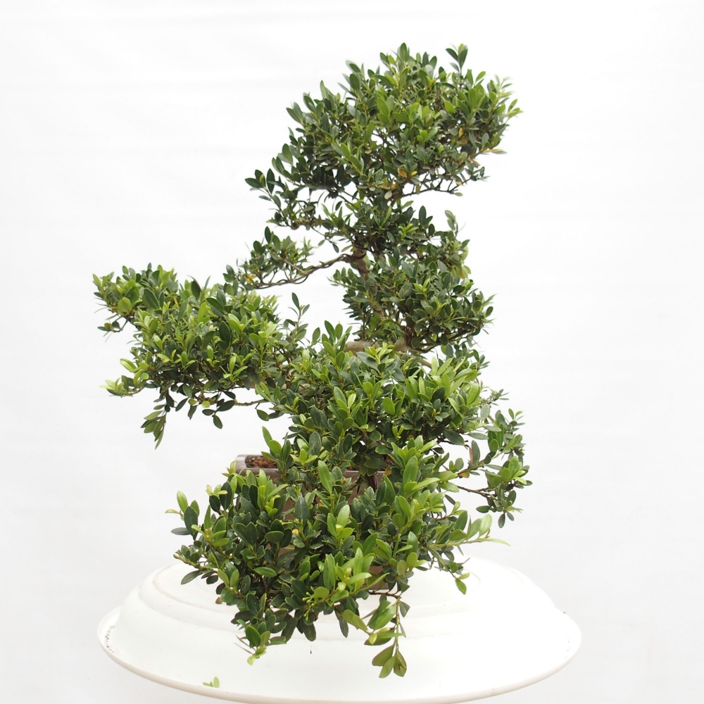 Zimmer Bonsai - Ilex crenata - Stechpalme