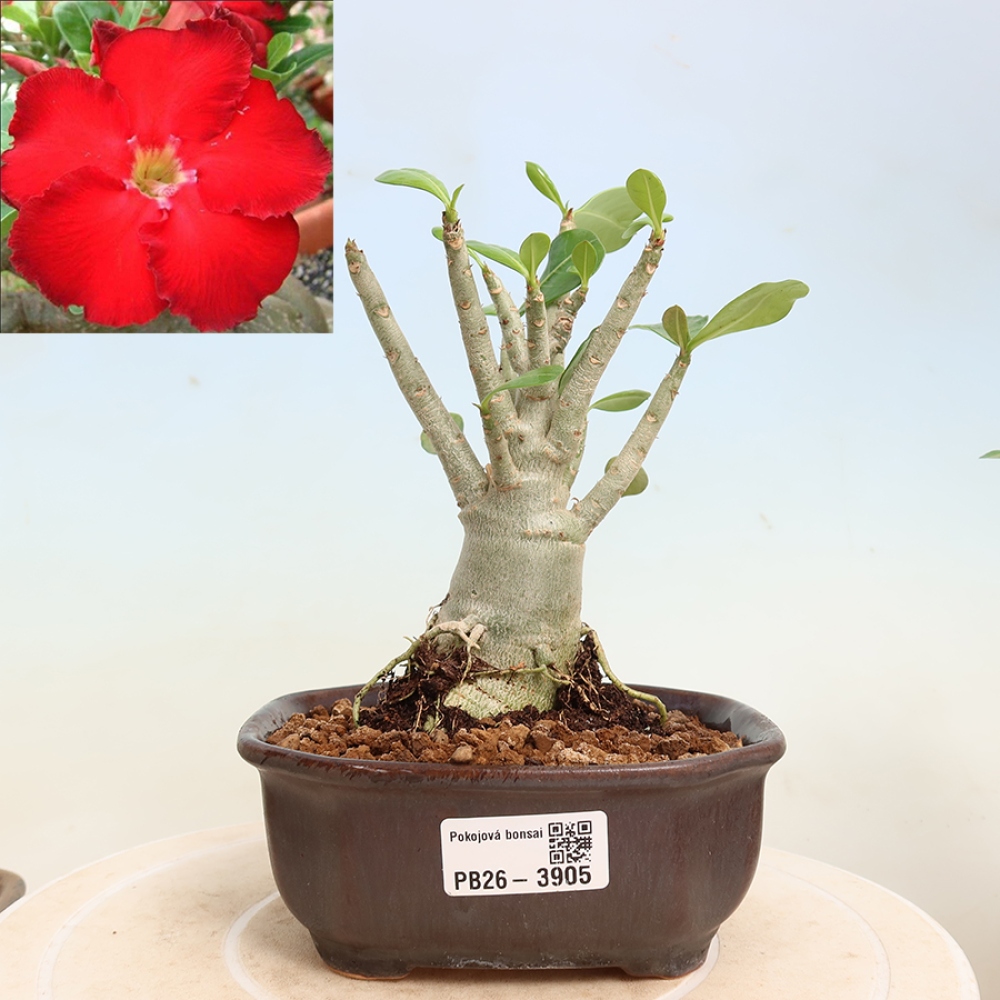 Zimmerbonsai – Adenium obesum „Red Star“ – Wüstenrose