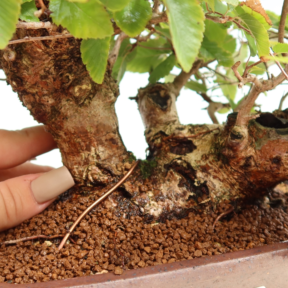 Bonsai für draußen -Carpinus CARPINOIDES - Koreanische Hainbuche