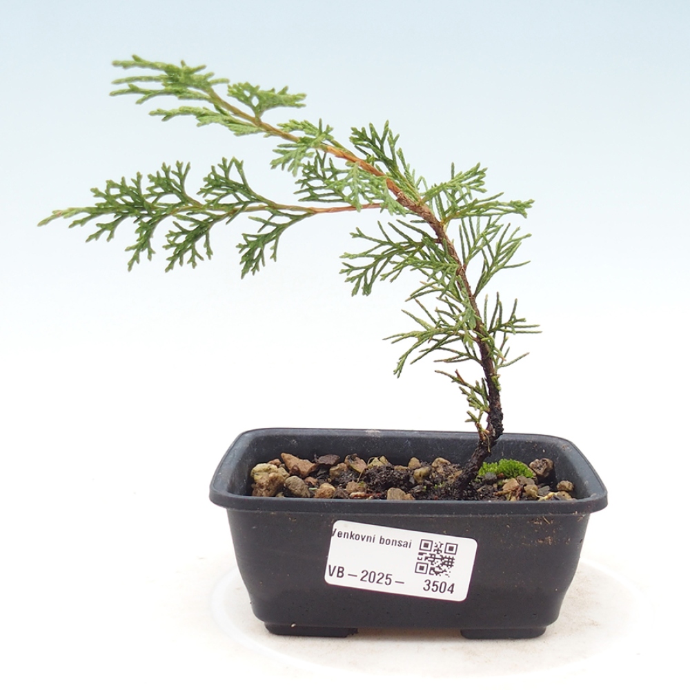 Bonsai für draußen - Juniperus chinensis Itoigawa