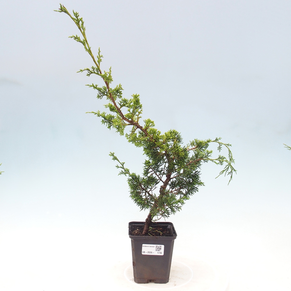 Bonsai für draußen - Juniperus chinensis Itoigawa
