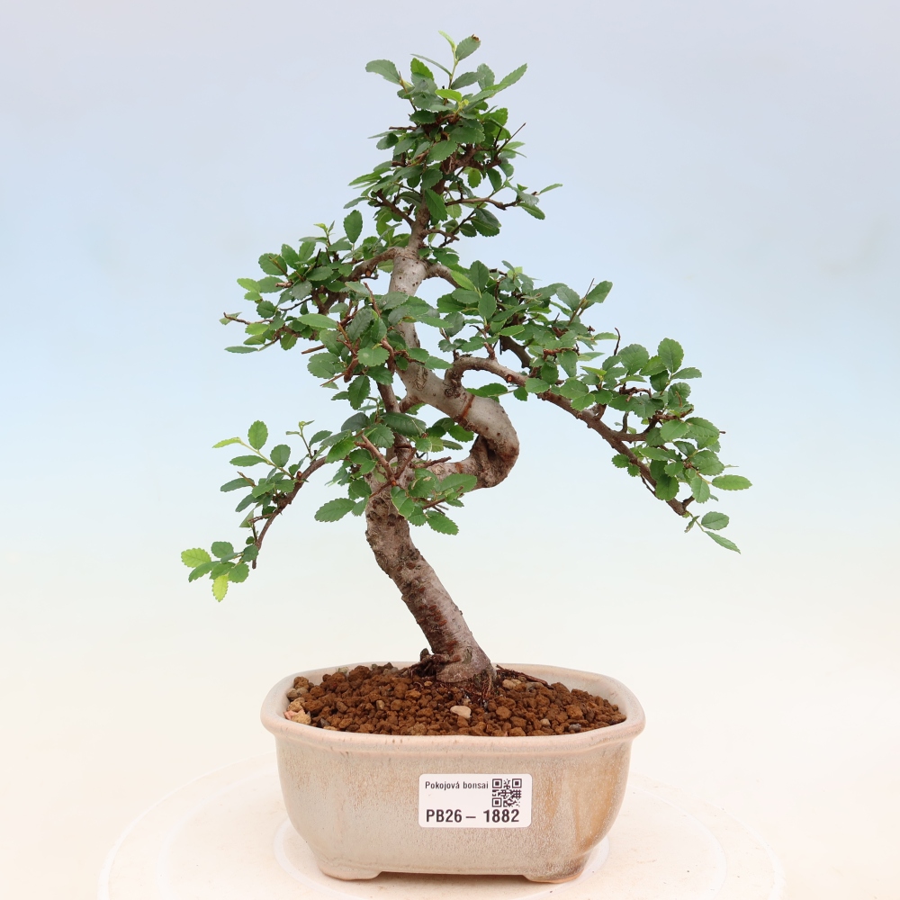 Zimmerbonsai - Ulmus parvifolia - Kleinblättrige Ulme