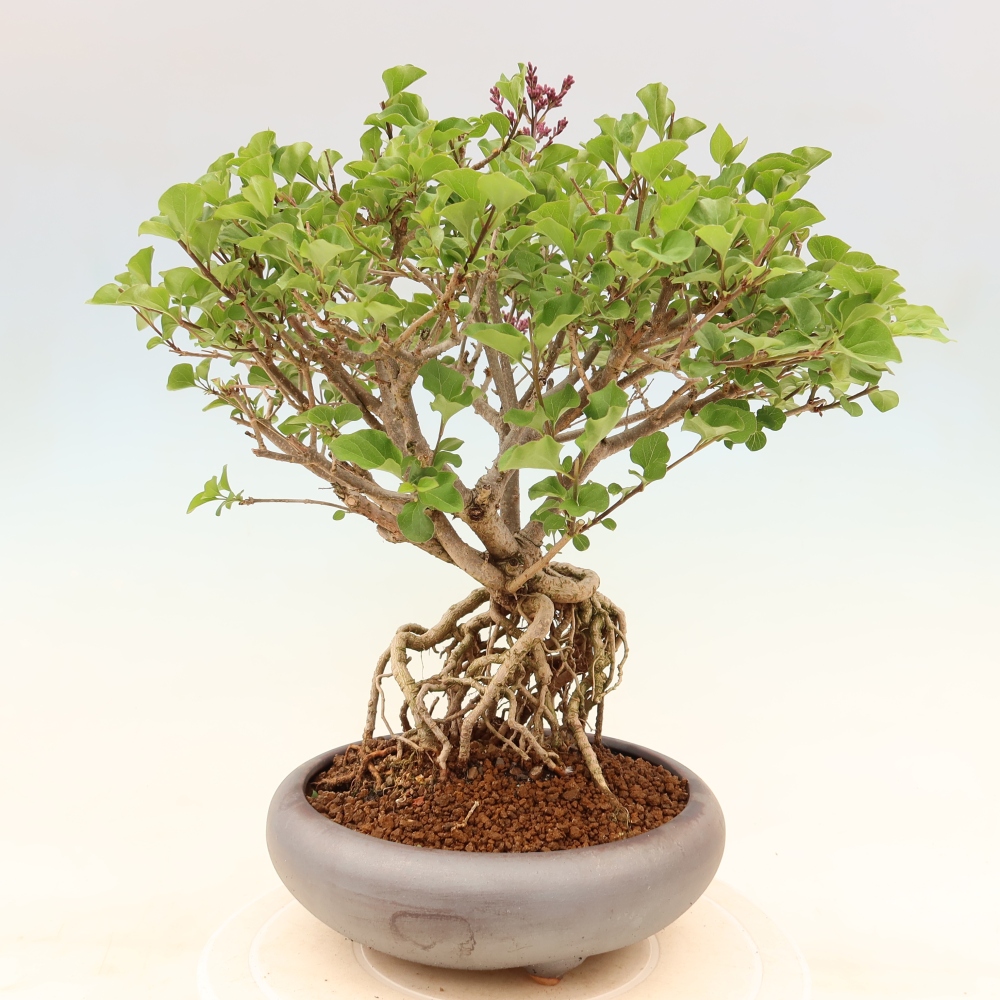 Bonsai für draußen - Syringa microphylla - Kleinblütiger Flieder