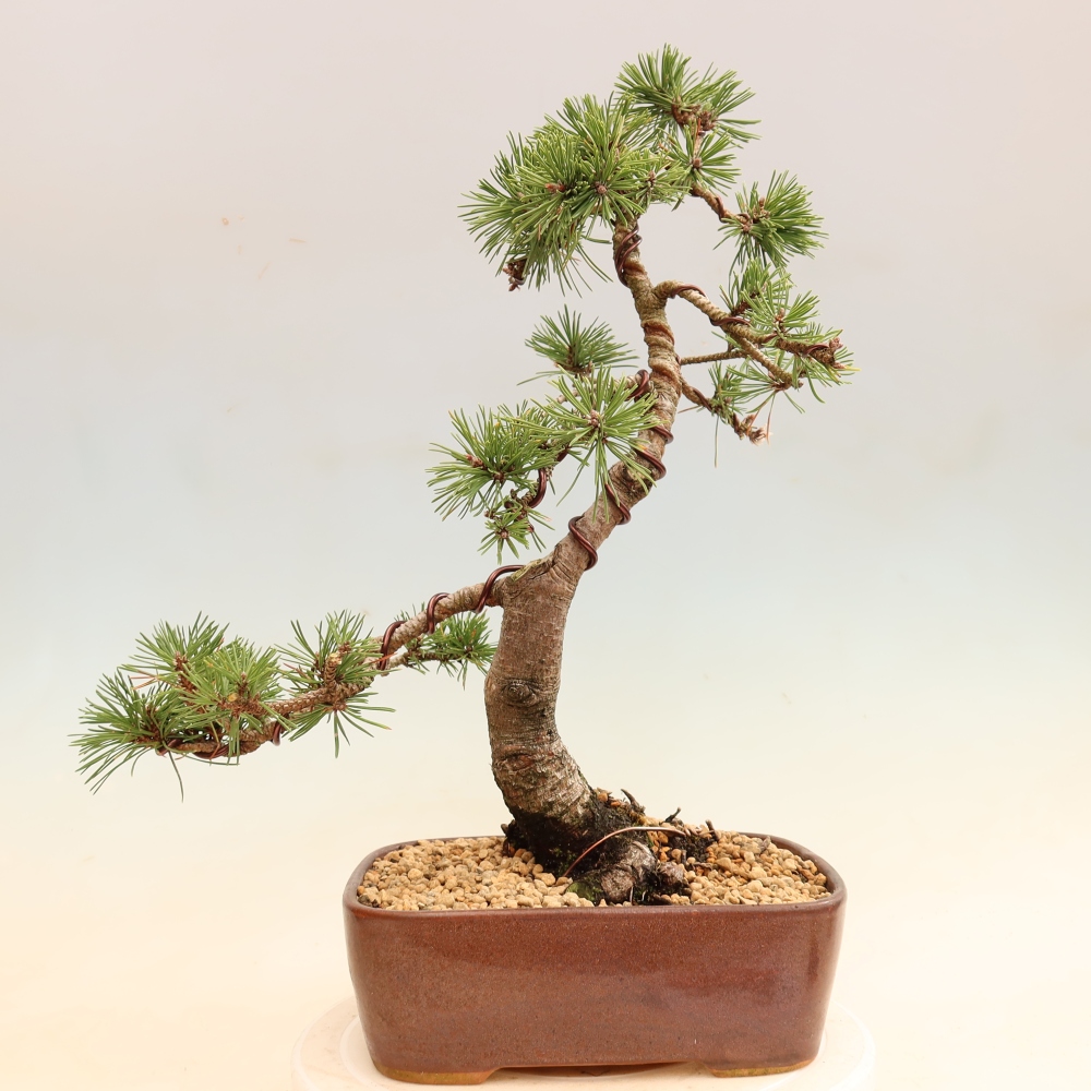 Bonsai für den Außenbereich – Pinus mugo Humpy – Zwergkiefer