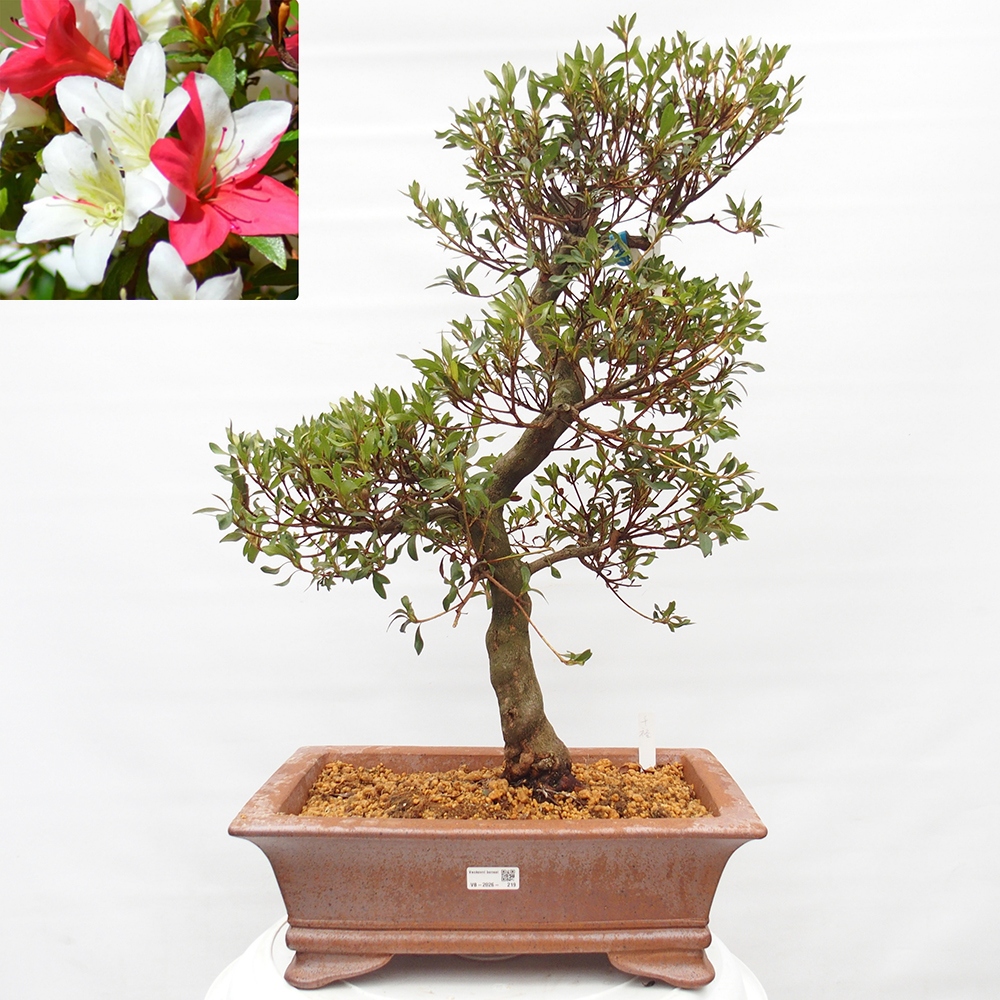 Bonsai für draußen - Japanische Azalee - Azalee CHIHIRO