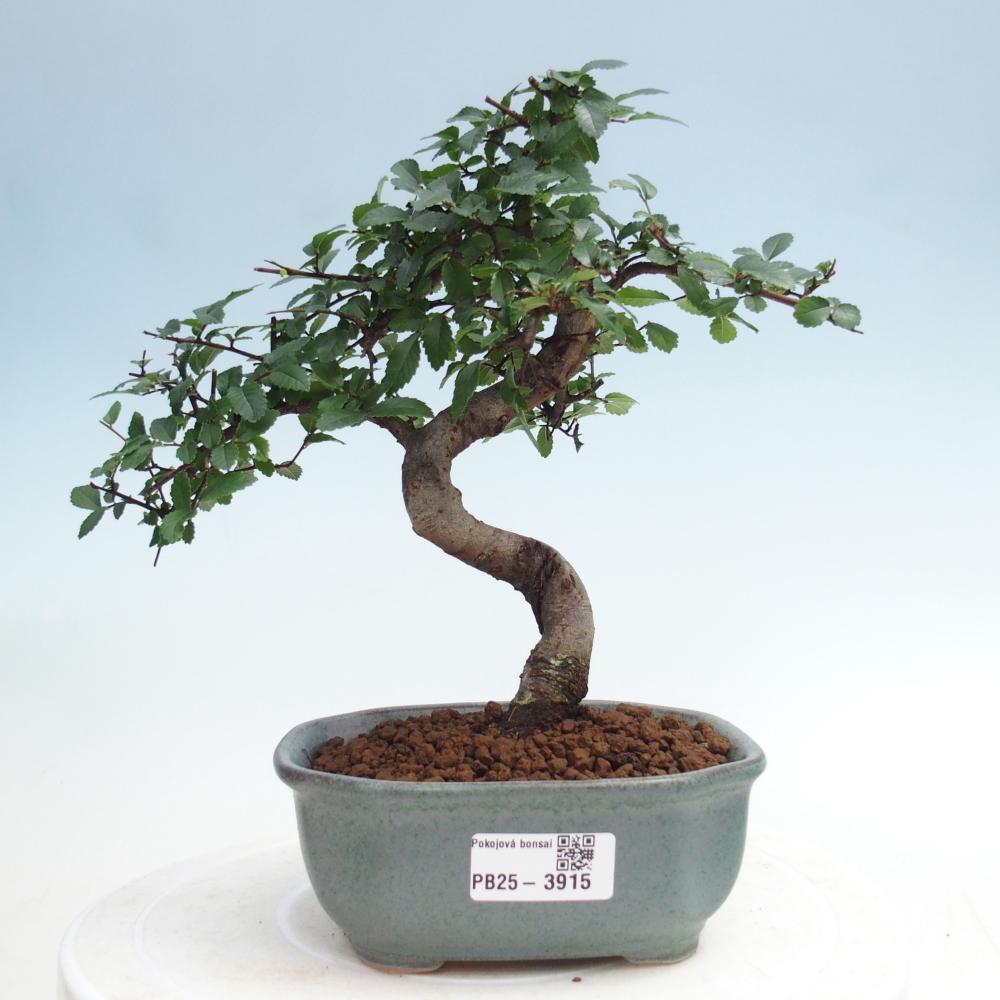 Zimmerbonsai - Ulmus parvifolia - Kleinblättrige Ulme