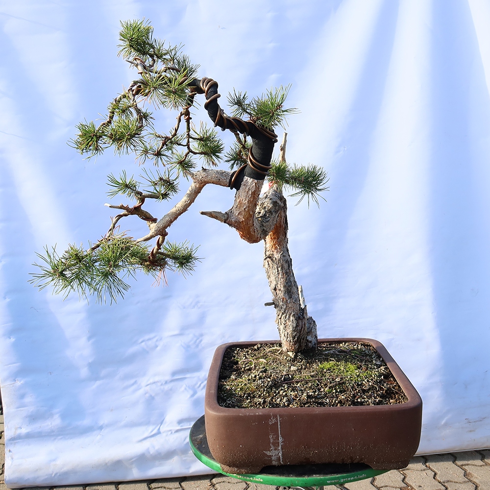 Pinus sylvestris Spanien – Waldkiefer