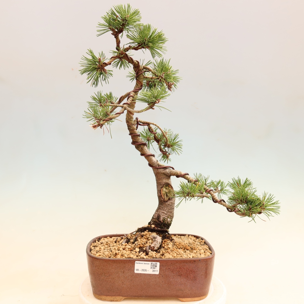 Bonsai für den Außenbereich – Pinus mugo Humpy – Zwergkiefer