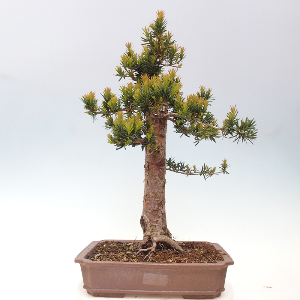 Bonsai für draußen - Taxus cuspidata - Japanische Eibe