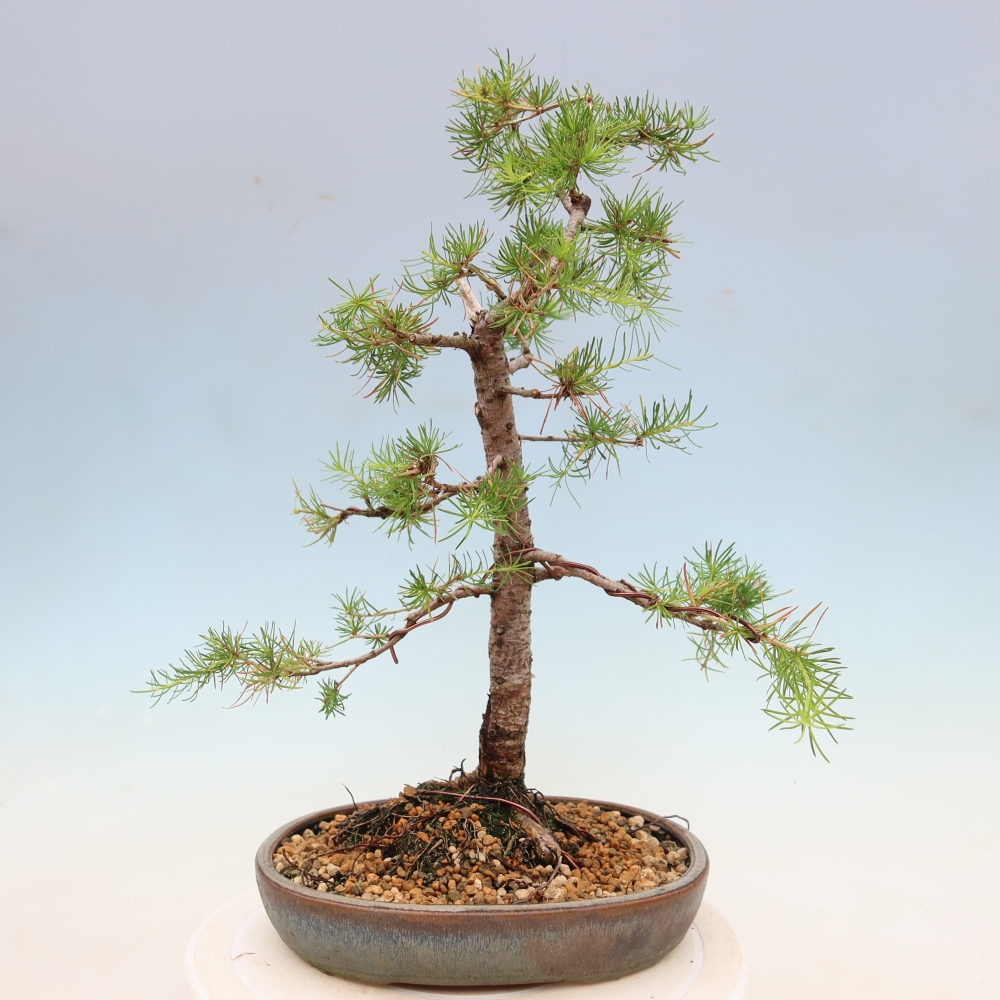 Bonsai für draußen -Larix decidua - Lärche