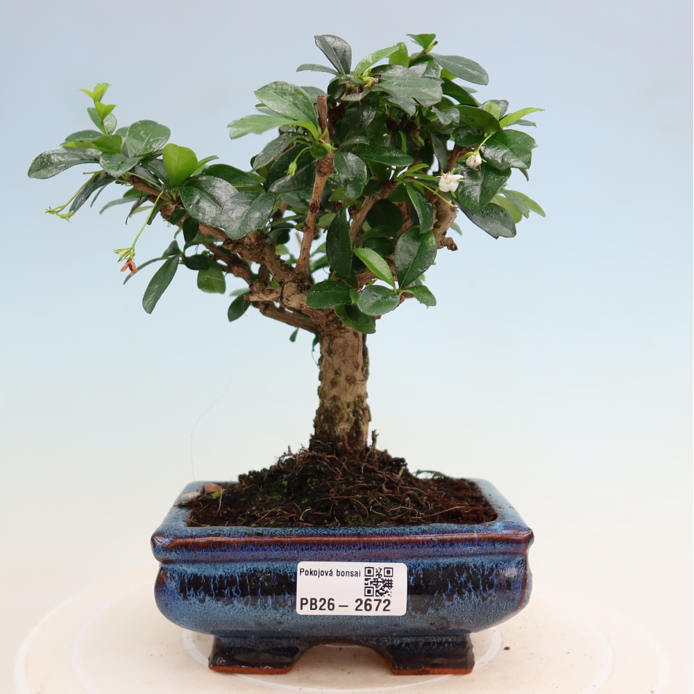 Zimmer-Bonsai - Carmona macrophylla - Tee-Fuki