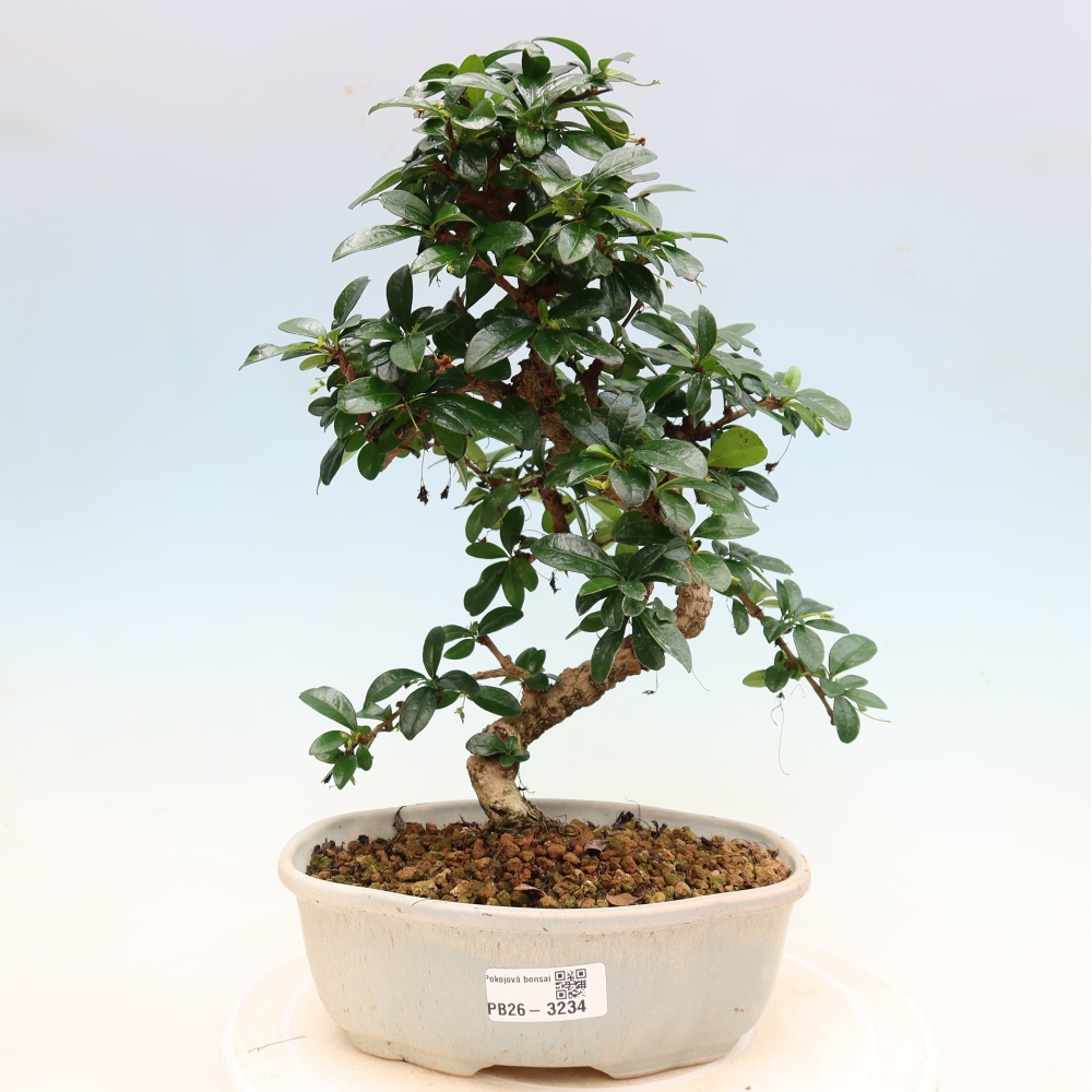 Zimmer-Bonsai - Carmona macrophylla - Tee-Fuki