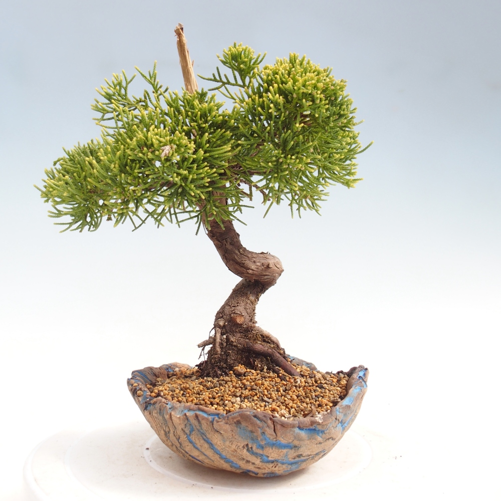Bonsai für draußen - Juniperus chinensis Kishu