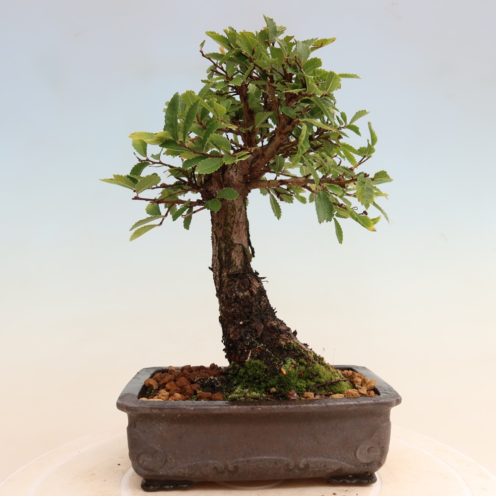 Bonsai für draußen - Zelkova - Zelkova NIRE