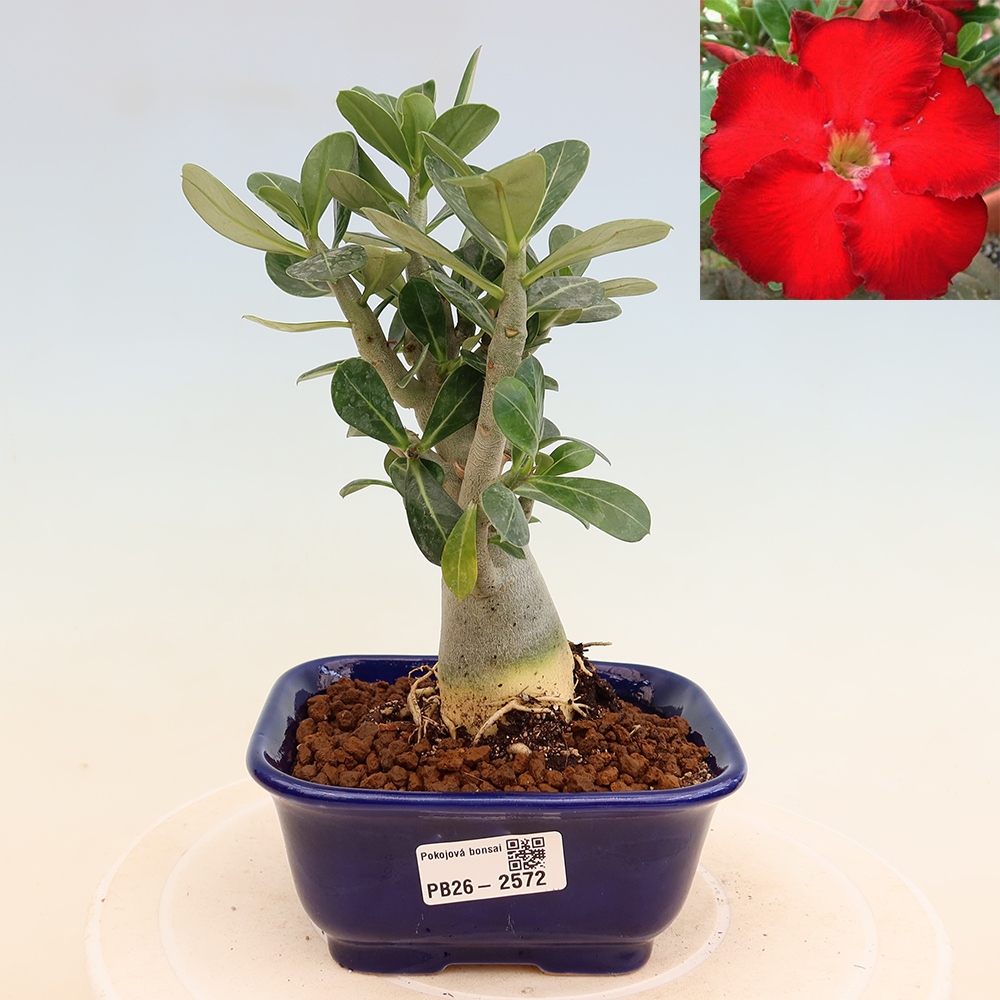Zimmerbonsai – Adenium obesum „Red Star“ – Wüstenrose