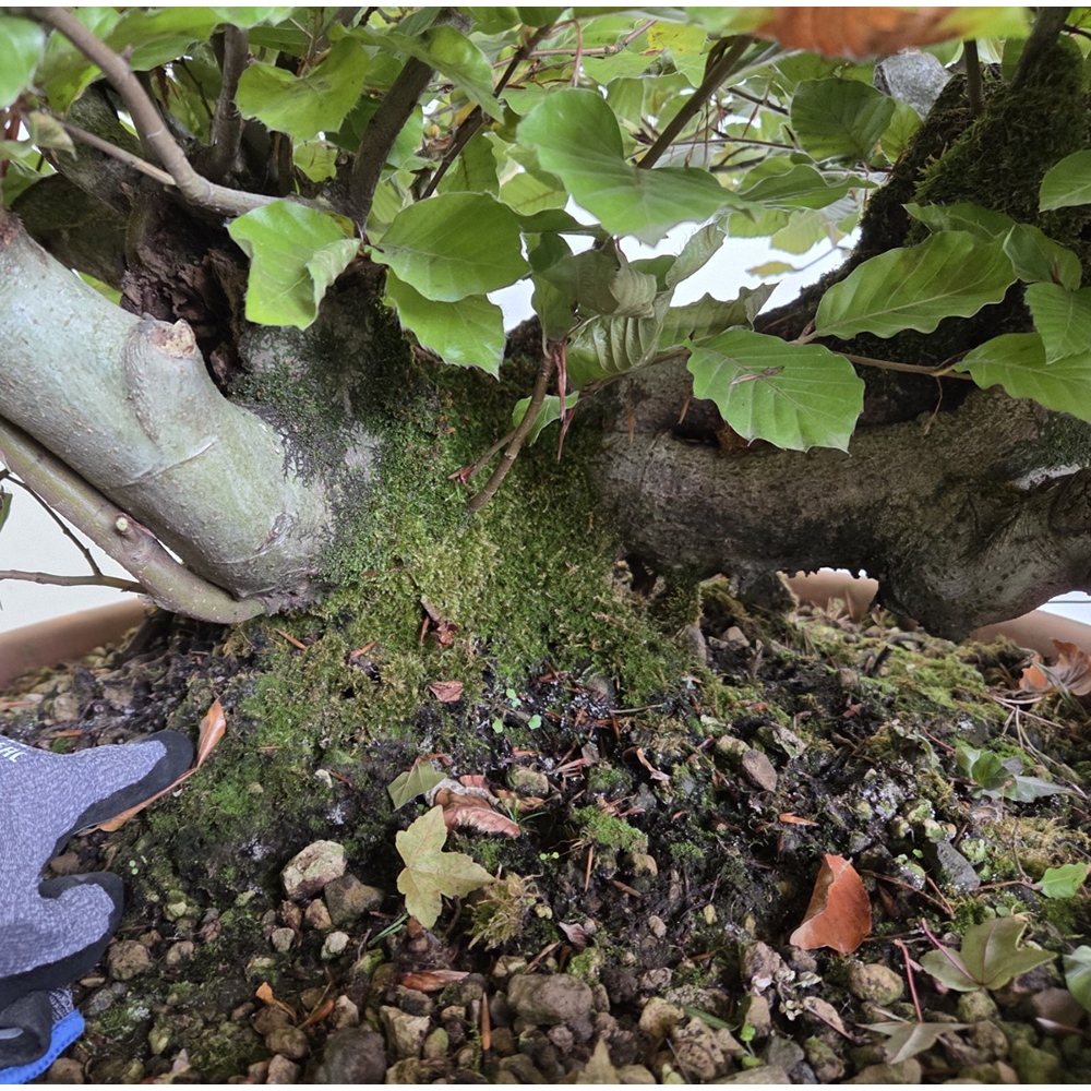 Freiland-Bonsai-Fagus sylvatica