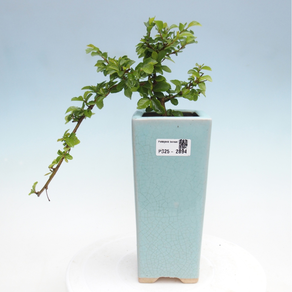 Zimmerbonsai - Grewia occidentalis - Lavendel Seestern