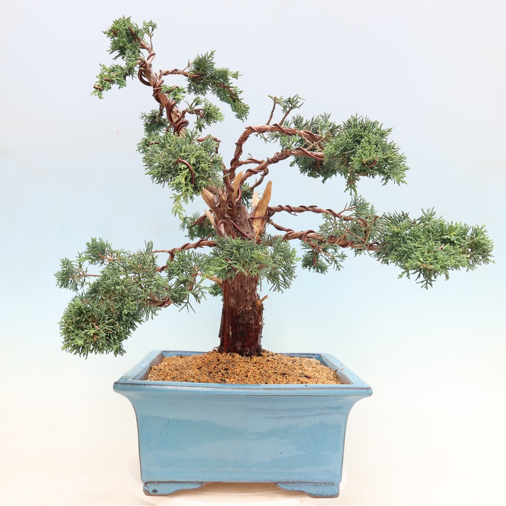 Bonsai für draußen - Juniperus chinensis Kishu