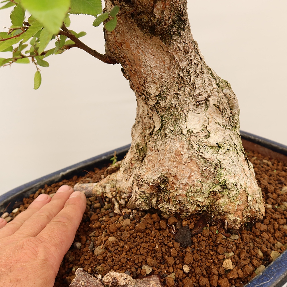 Bonsai für draußen - Karpinus Coreana - Koreanische Hainbuche
