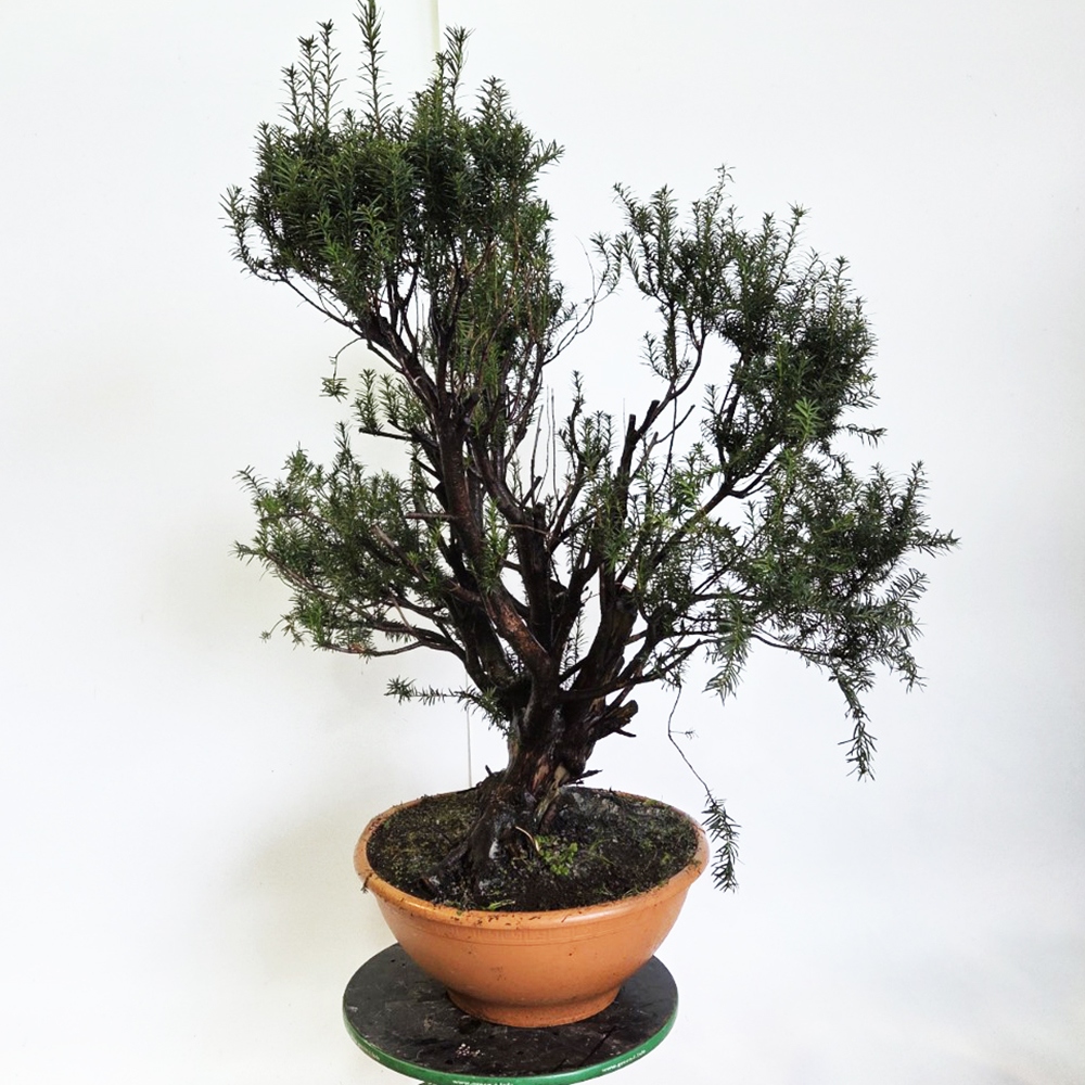 Bonsai für draußen Rote Eibe - Taxus bacata