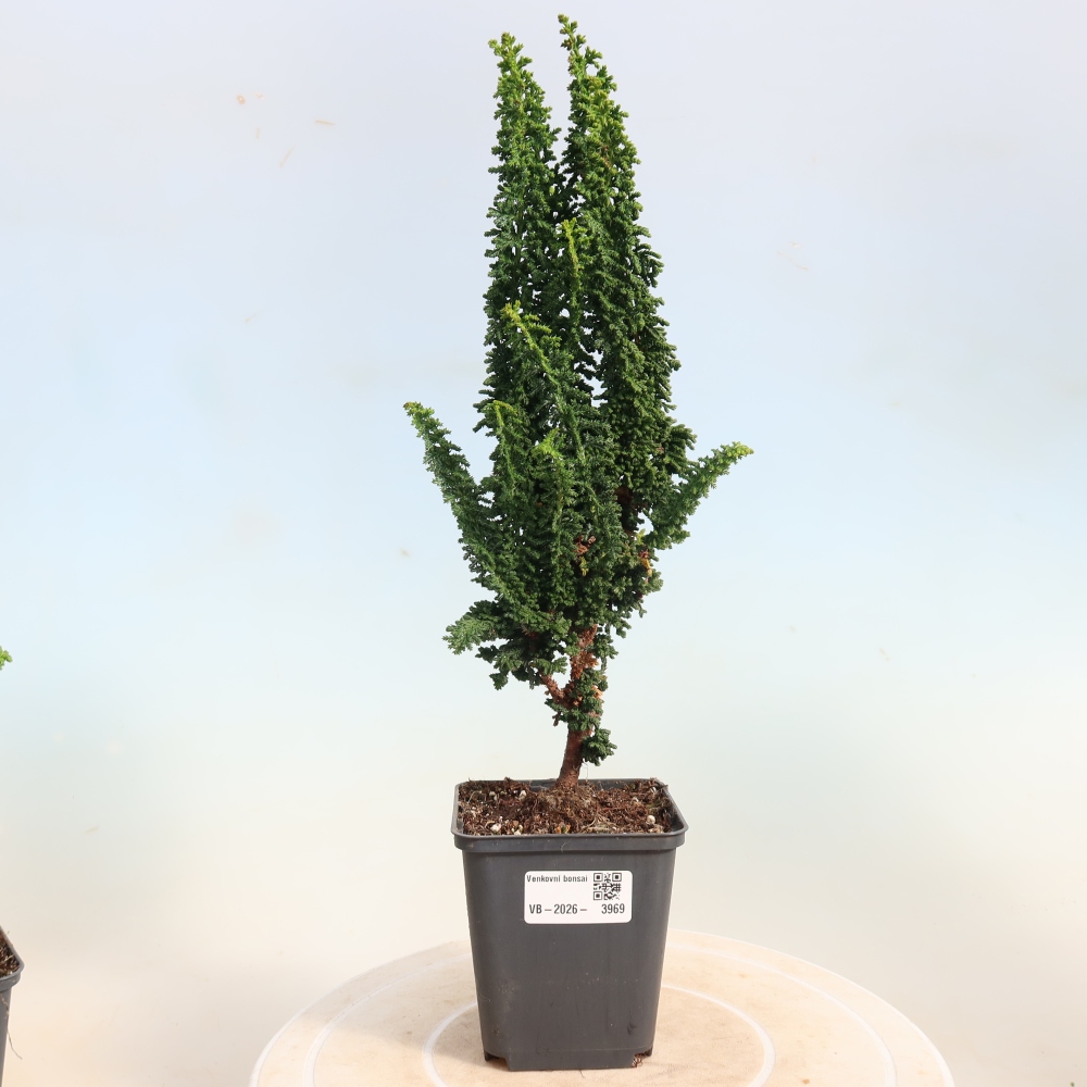 Bonsai für draußen - Cham. obtusa SEKKA HINOKI - Zypresse