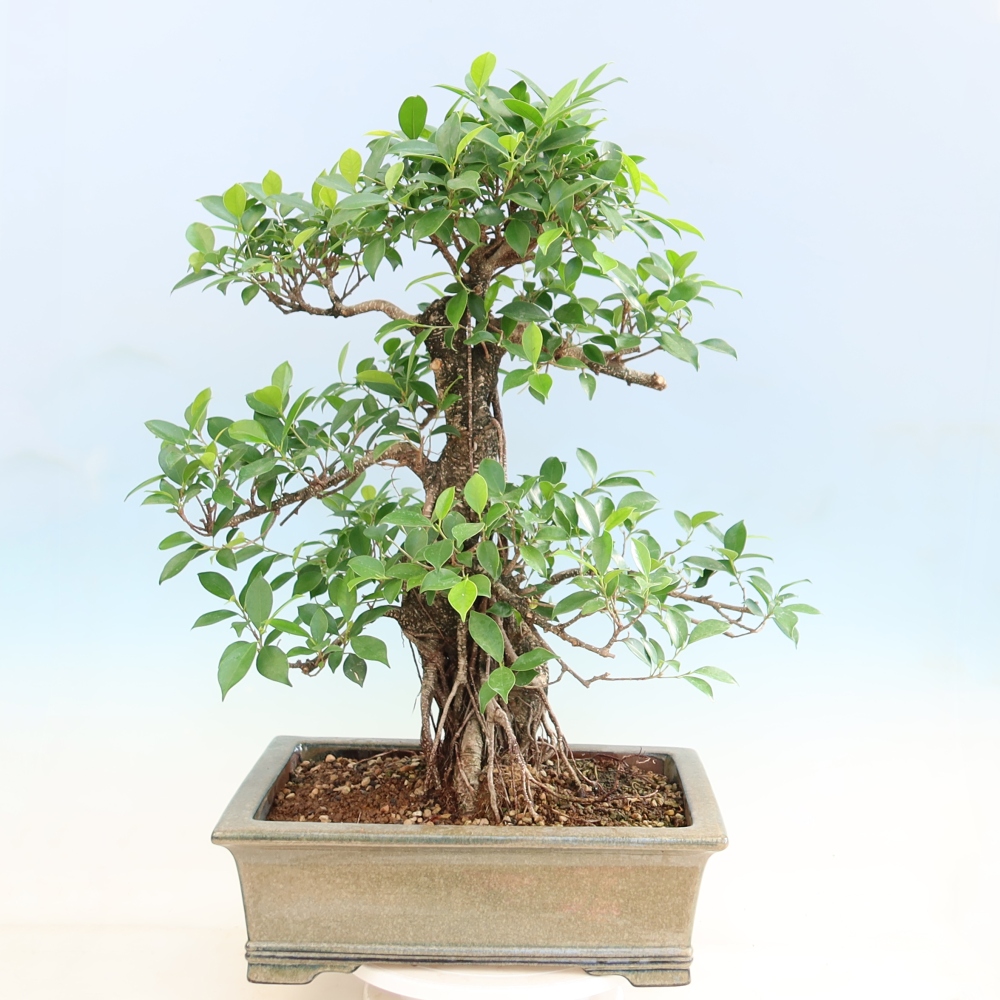 Zimmerbonsai - Ficus kimmen - Kleinblättriger Ficus