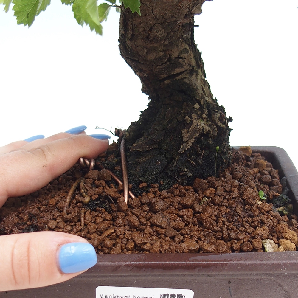 Bonsai für draußen - Zelkova - Zelkova NIRE